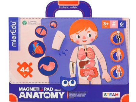 Peças Magnéticas Magnetic Pad: Anatomia Humana - mierEdu | Sig Toys For Sale